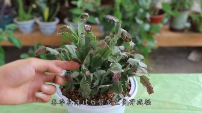蟹爪兰上盆时间与养护方法 蟹爪兰盆栽时机及护理要点