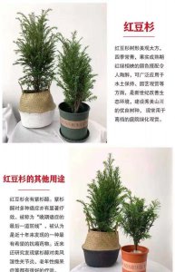 曼地亚红豆杉上盆时间与养护方法 曼地亚红豆杉的盆栽时间和护理技巧