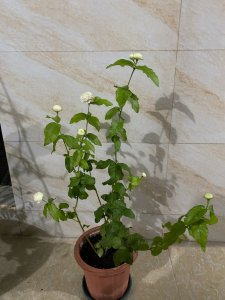 虎头茉莉用什么土养好 虎头茉莉适合什么土壤种植