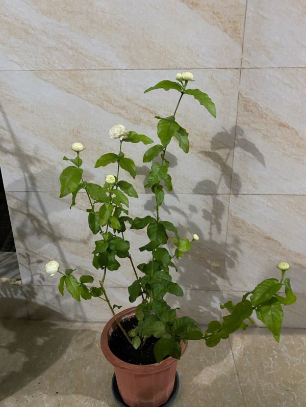 虎头茉莉用什么土养好