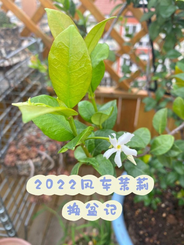 风车茉莉上盆时间与养护方法