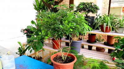米兰花上盆时间与养护方法 米兰花盆栽的时间与护理技巧