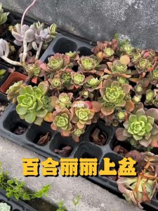 百合莉莉上盆时间与养护方法 百合莉莉盆栽时间及养护指南