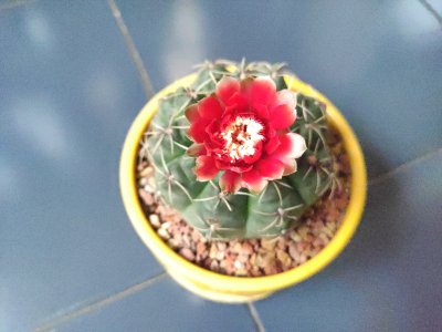 绯花玉上盆时间与养护方法 绯花玉盆栽养护时间与方法
