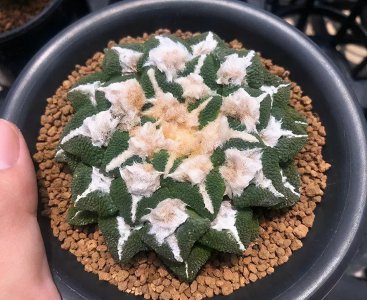 龟甲牡丹上盆时间与养护方法 龟甲牡丹的种植和护理技巧