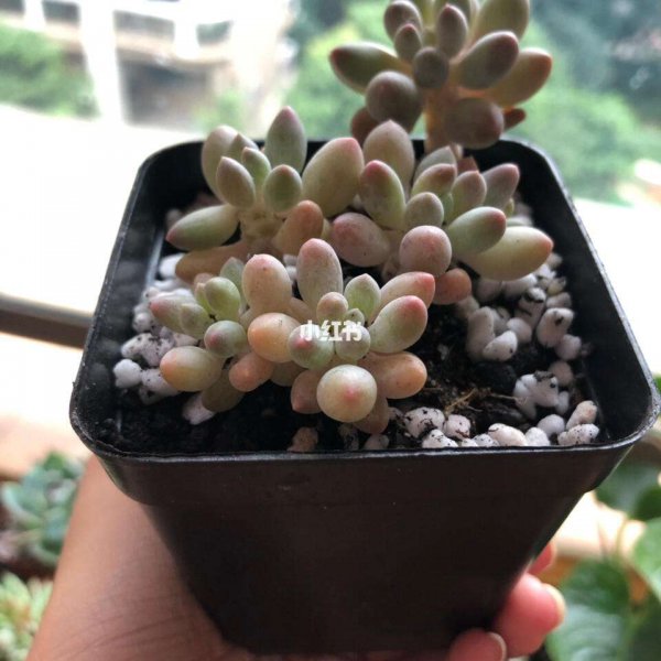 多肉婴儿手指上盆时间与养护方法