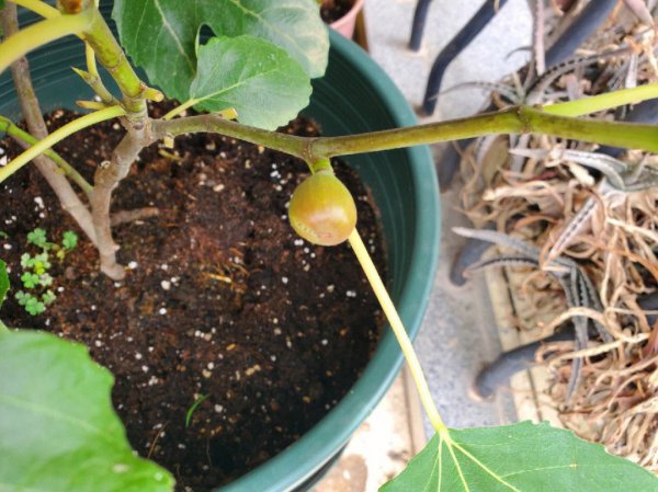 无花果多久浇一次水