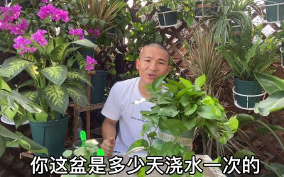 养花多久浇一次水 养花多久需浇水一次？
