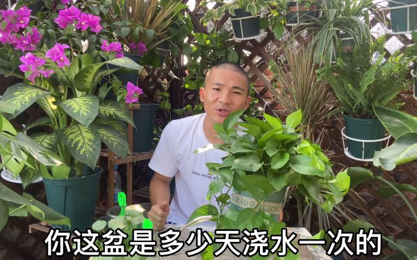 养花多久浇一次水