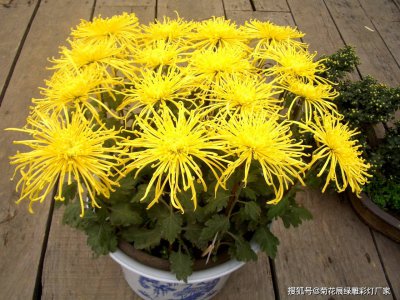 菊花多久浇一次水 多久给菊花浇水合适？
