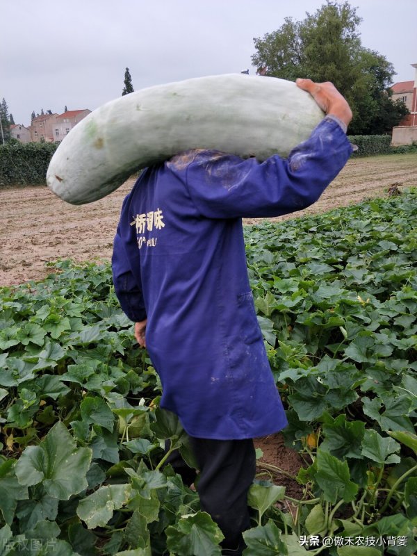 冬瓜摘心打顶时间与方法