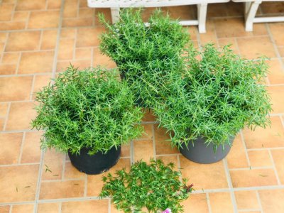 大岩桐花摘心打顶时间与方法 采摘桐花的最佳时间和方法