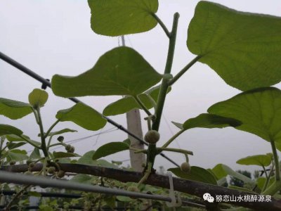 猕猴桃摘心打顶时间与方法 猕猴桃的最佳摘心打顶时间和技巧
