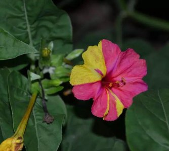 紫茉莉摘心打顶时间与方法 紫茉莉采摘技巧和时机
