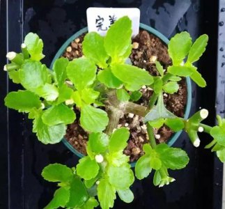 薰衣草摘心打顶时间与方法 薰衣草采摘攻略