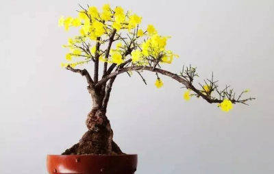迎春花摘心打顶时间与方法 摘心迎春花最佳时间与方法