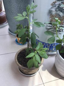 蚕豆摘心打顶时间与方法 蚕豆修剪技巧和时间要点