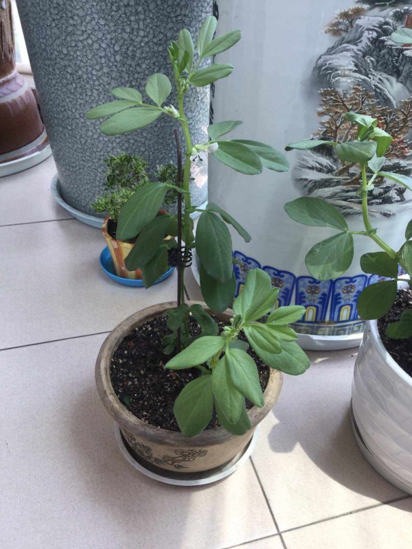 蚕豆摘心打顶时间与方法