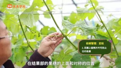 阳光玫瑰摘心打顶时间与方法 摘取阳光玫瑰心（ZHANG）的最佳时间和方法