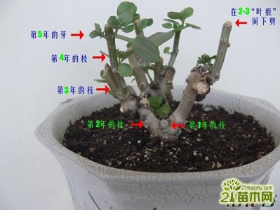 时间与方法小丽花摘心打顶 小丽花摘心打顶时间与方法