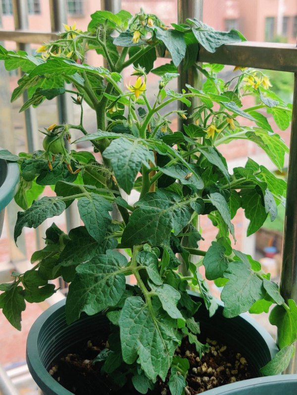 小番茄多久浇一次水