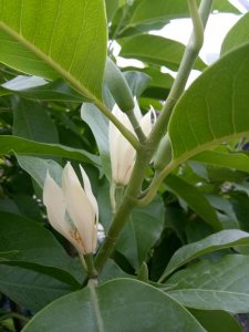 白兰花多久浇一次水 白兰花需定期浇水吗？