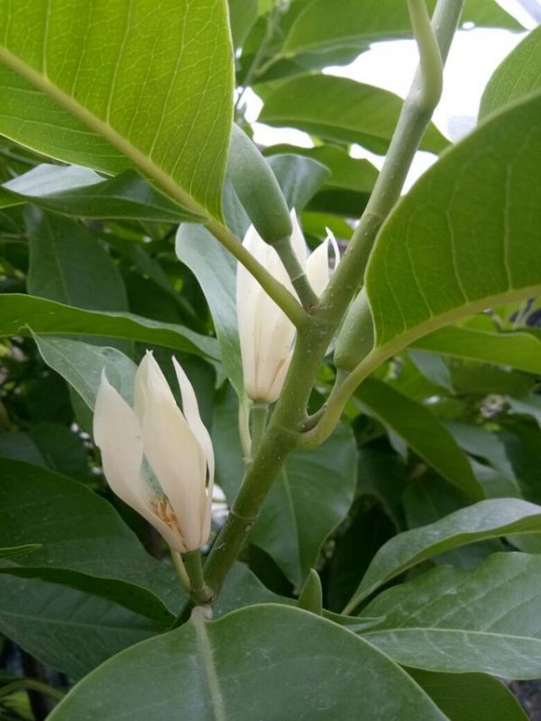 白兰花多久浇一次水
