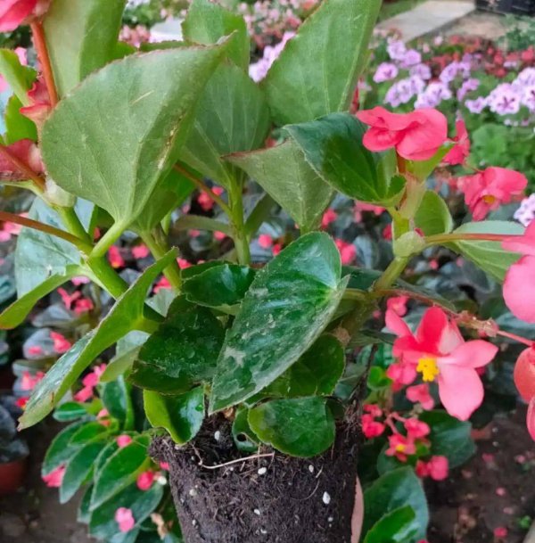 桂花摘心打顶时间与方法