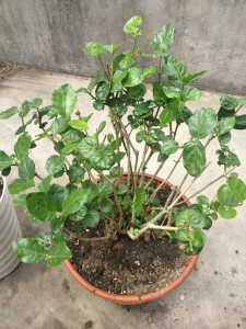 茉莉花摘心打顶时间与方法 摘心打顶茉莉花的最佳时间和方法