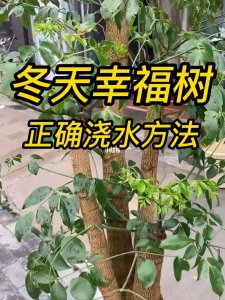 菜豆树多久浇一次水 菜豆树需多久浇水一次？