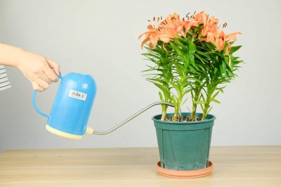 百合花多久浇一次水 百合花需定期浇水