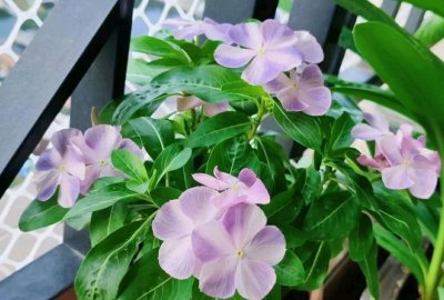 长春花摘心打顶时间与方法 采摘长春花的最佳时间和方法