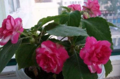 梅花多久浇一次水 梅花需要多久浇一次水？