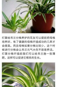 吊兰花怎么养才长得好 如何才能让吊兰茁壮生长？