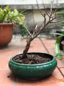 梅花怎么养才长得好 如何才能养好梅花？