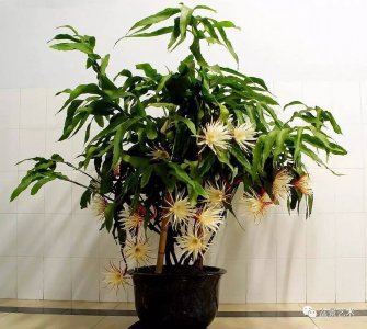 昙花怎么养才长得好 怎样养护昙花才能茁壮成长