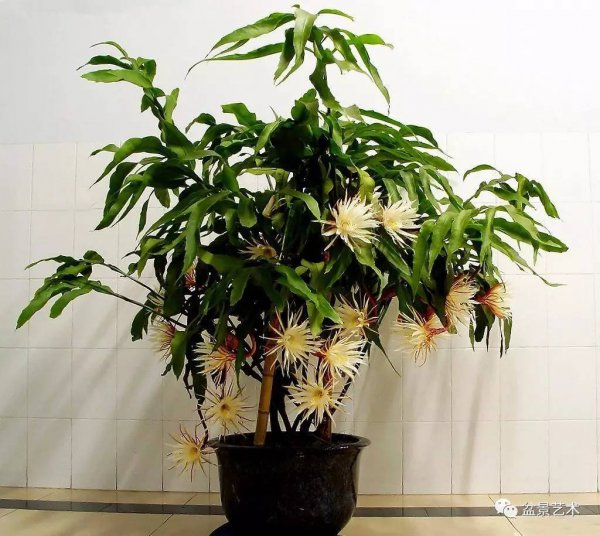 昙花怎么养才长得好