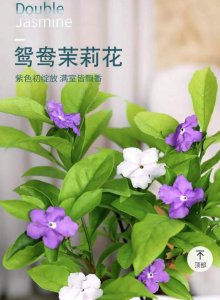 双色茉莉几天浇一次水 双色茉莉每隔几天浇水一次