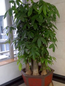 招财树几天浇一次水 招财树需每几天浇水？