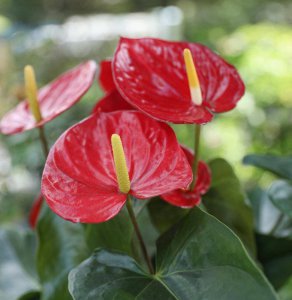 红掌花几天浇一次水 红掌花需多久浇一次水