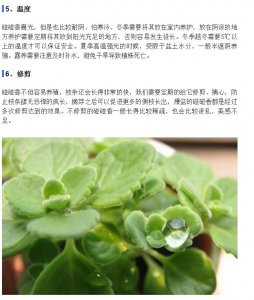 碰碰香几天浇一次水 定期给碰碰香浇水