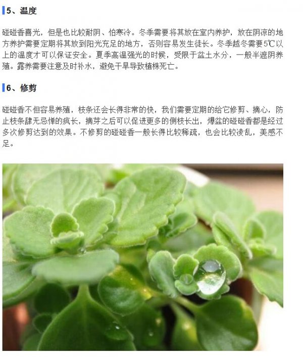 碰碰香几天浇一次水