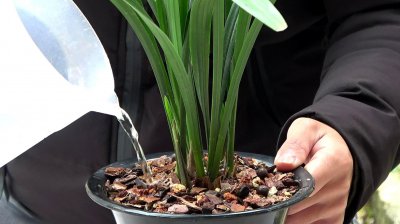 室内养兰花多久浇一次水 兰花室内养护多久浇水一次？
