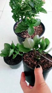 石竹摘心打顶时间与方法 揪心花期和采摘技巧
