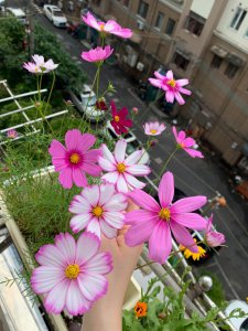 时间方法杜鹃花摘心打顶 杜鹃花摘心打顶时间与方法