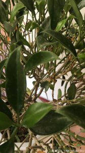 非洲茉莉几天浇一次水 非洲茉莉需定期浇水