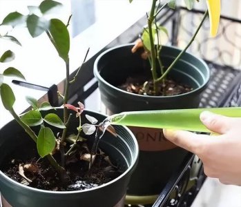 水梅花几天浇一次水 水梅花多久浇一次水？