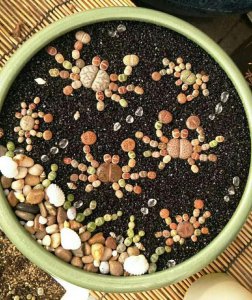 生石花几天浇一次水 多久浇一次水给生石花？
