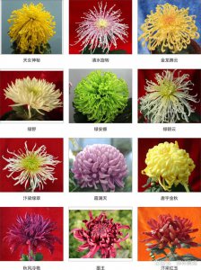 菊花怎么养才长得好 如何才能养出茁壮的菊花？