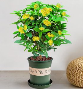 月桂花怎么养才长得好 怎样养护月桂花才能茂盛生长